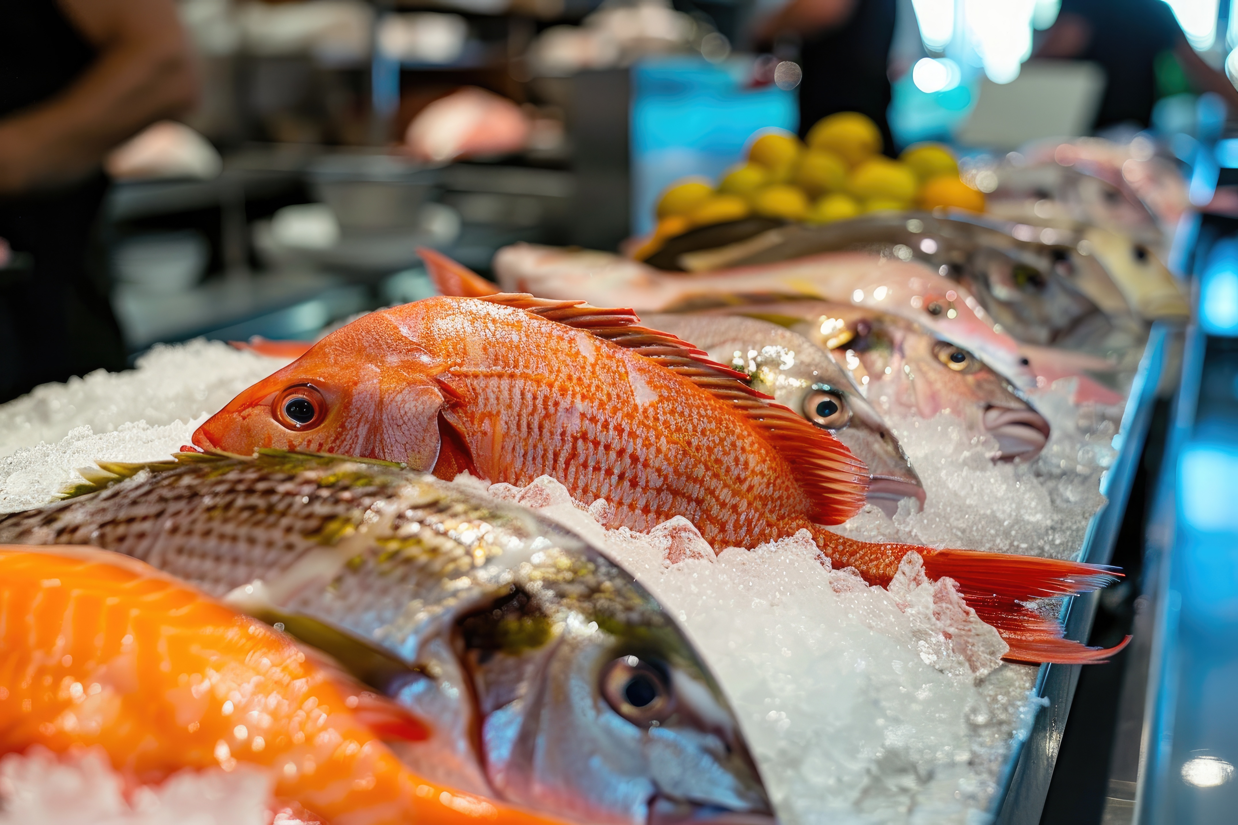 Fresh Fish Market
