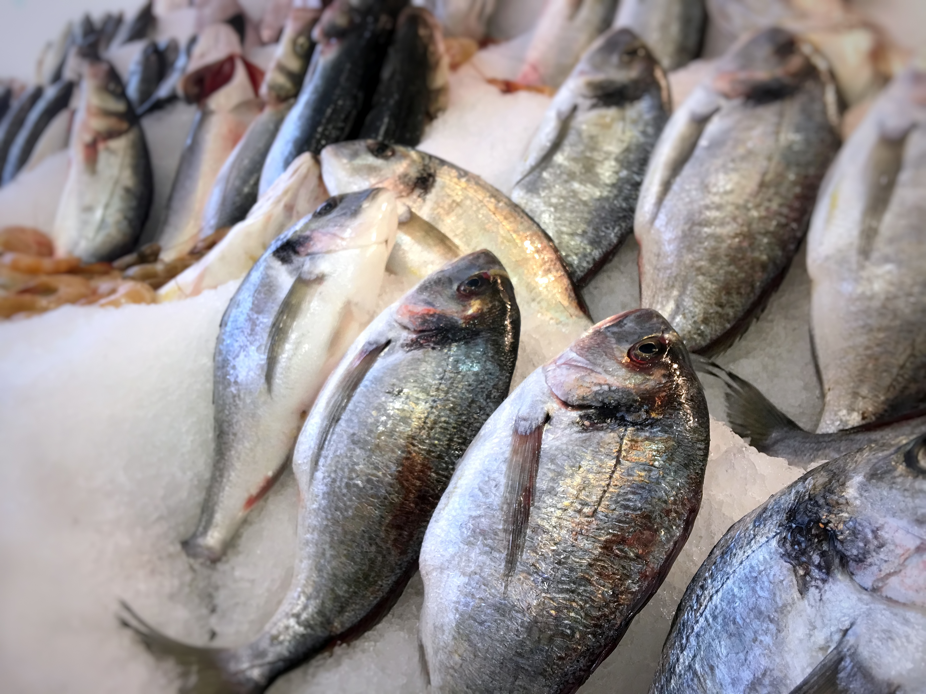 Premium Seafood Quality