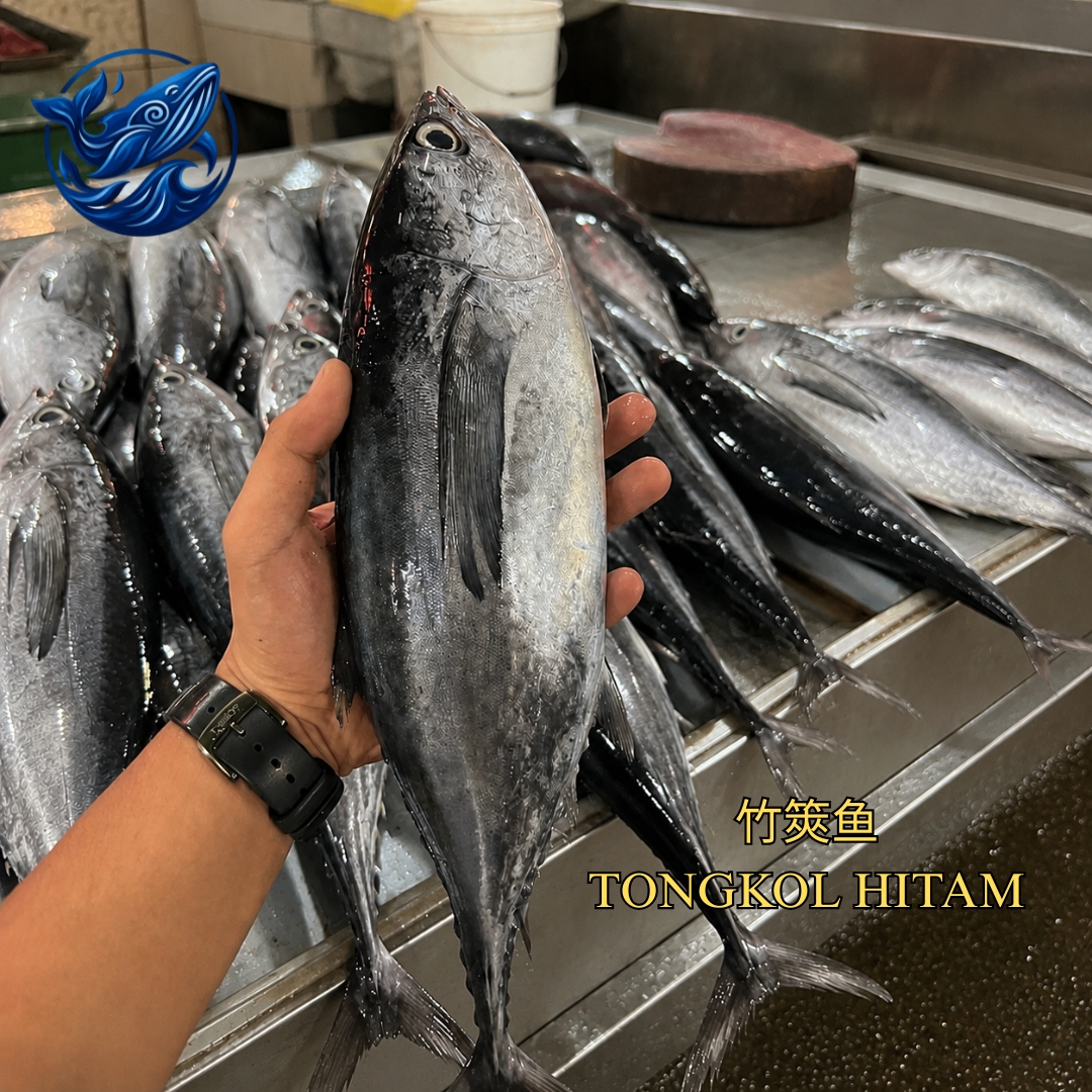 FreshCatch AA IKAN TONGKOL (+/- 1KG-1.4KG) / Ikan Laut / Whole