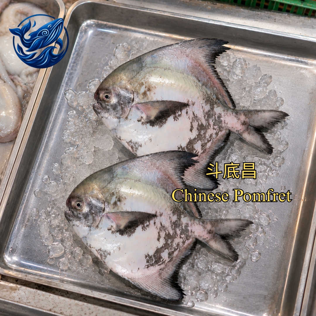 FreshCatch AA CHINESE POMFRET (+/-1KG , +/-500G , +/-200G) / Ikan Laut / Whole