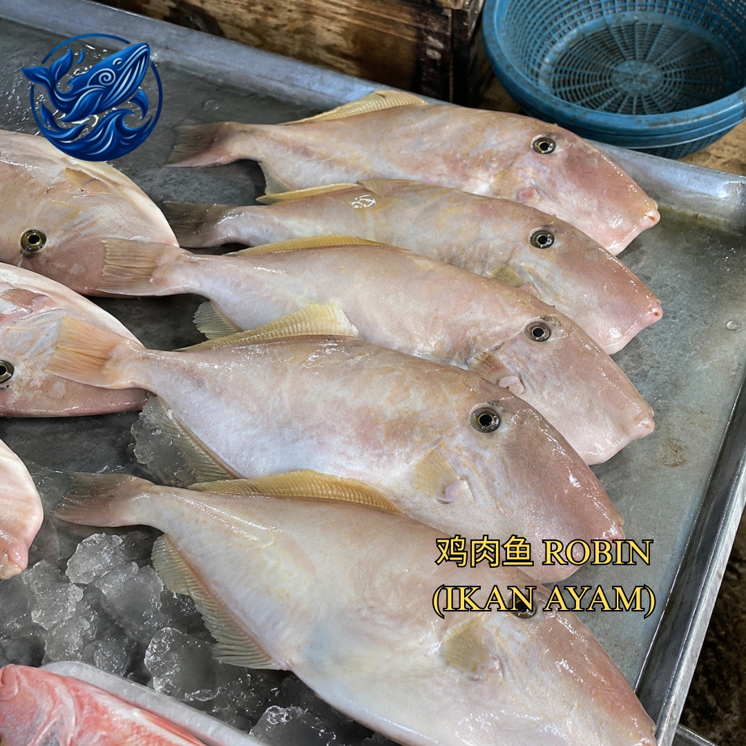 FreshCatch AA IKAN AYAM / ROBIN (+/-600G - 2KG ) / Ikan Laut / Whole