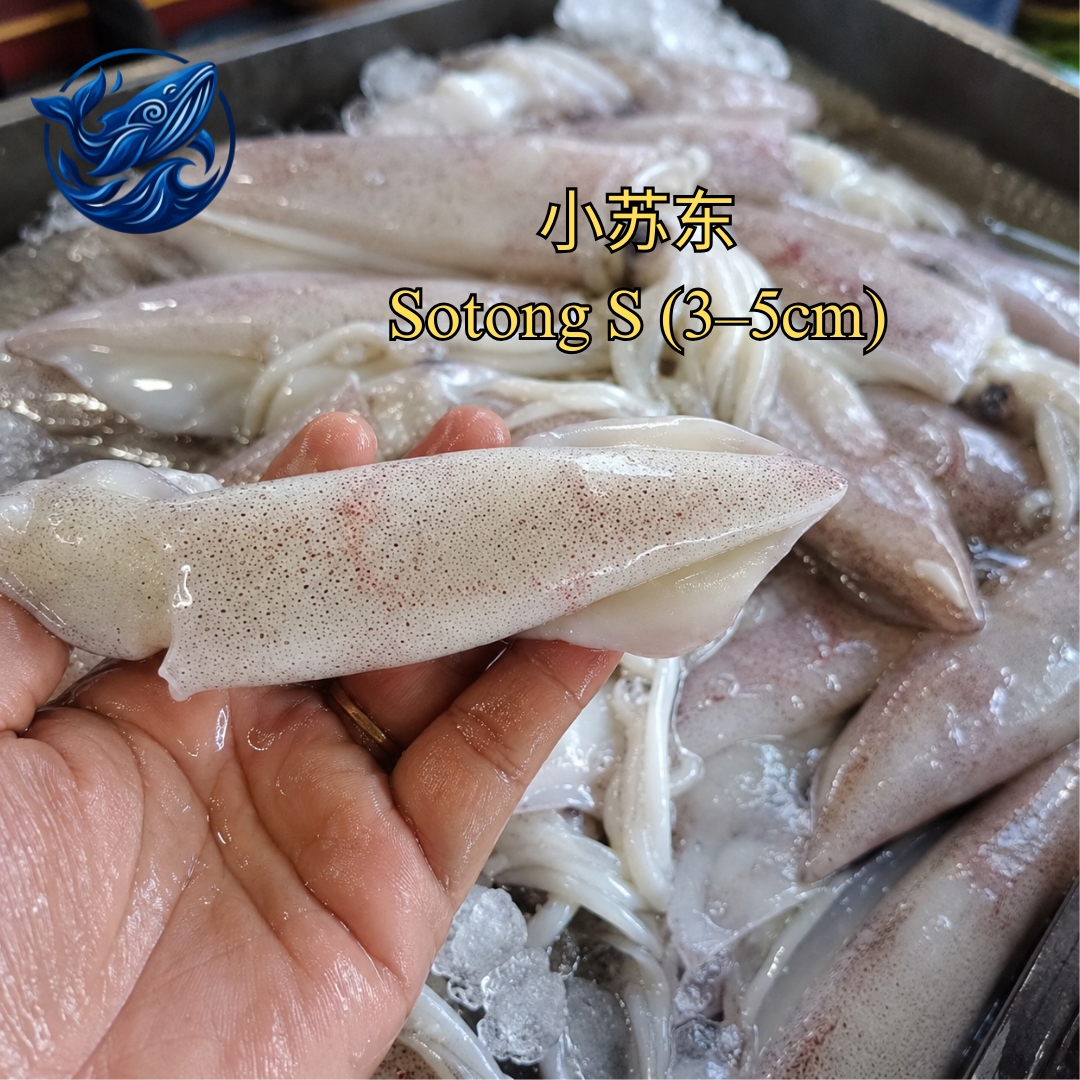 FreshCatch AA SOTONG S  (+/-1KG , +/-500G ) / Fresh Seafood Frozen
