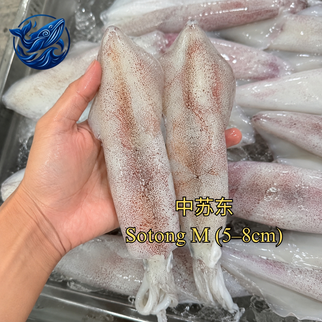 FreshCatch AA SOTONG M  (+/-1KG , +/-500G ) / Fresh Seafood Frozen