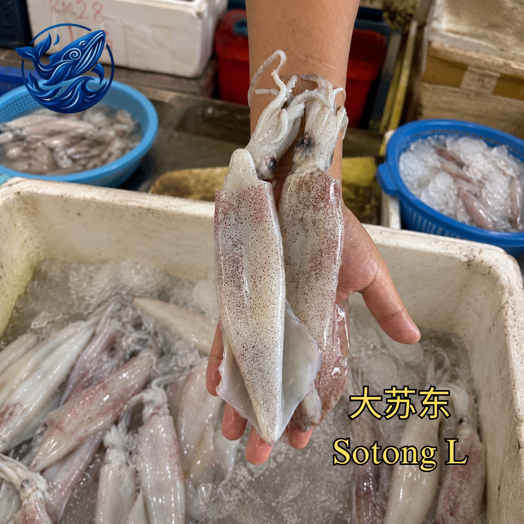 FreshCatch AA SOTONG L (+/-1KG , +/-500G ) / Fresh Seafood Frozen