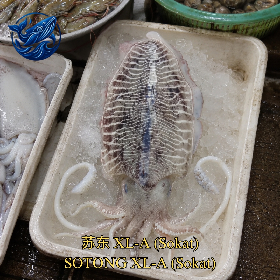 FreshCatch AA SOTONG XL-A SOKAT  (+/- 500G - 2KG ) / Fresh Seafood Frozen