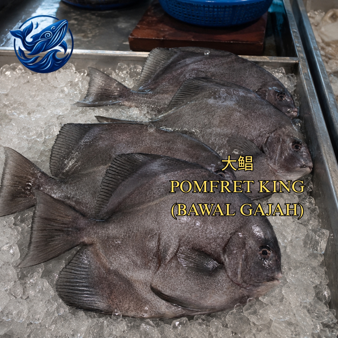 FreshCatch AA BAWAL GAJAH (+/-1.4G-2.4KG ) / Ikan Laut / Whole