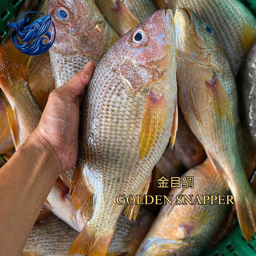 FreshCatch AA GOLDEN SNAPPER (+/- 500G-1KG) / Ikan Laut / Cutler