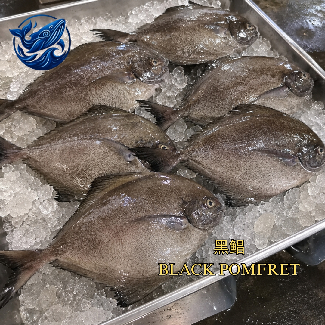 FreshCatch AA BAWAL HITAM (+/-500G , 1KG ) / Ikan Laut / Whole
