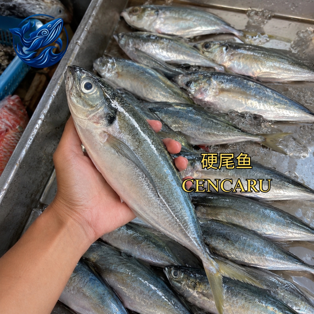 FreshCatch AA CENCARU (+/-900G-1.1KG ) / Ikan Laut / Whole