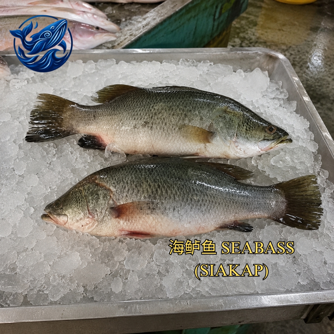 FreshCatch AA SEABASS (SIAKAP) (+/- 400G-1KG) / Ikan Laut / Whole