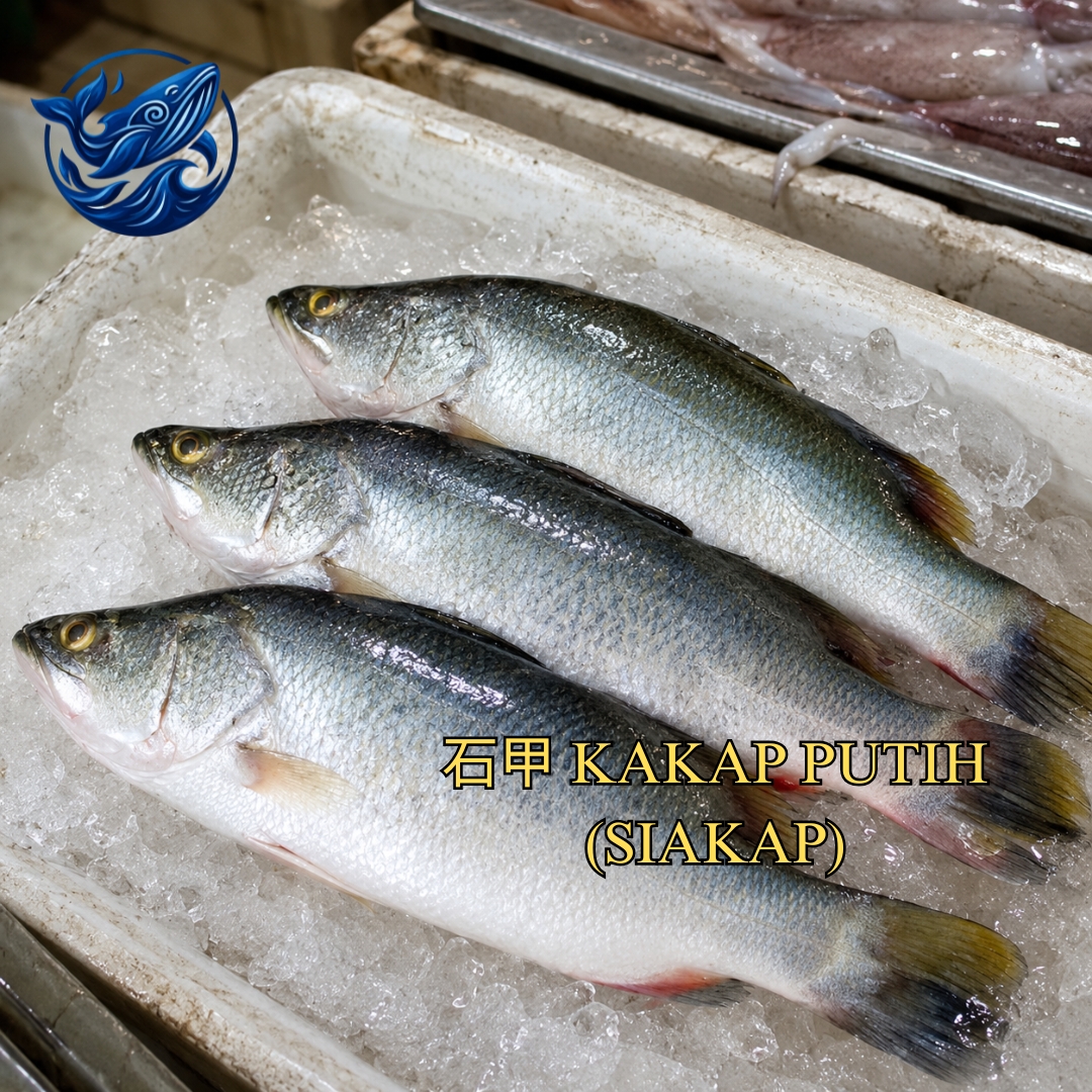 FreshCatch AA KAKAP PUTIH (+/-1 KG ) / Ikan Laut / Whole