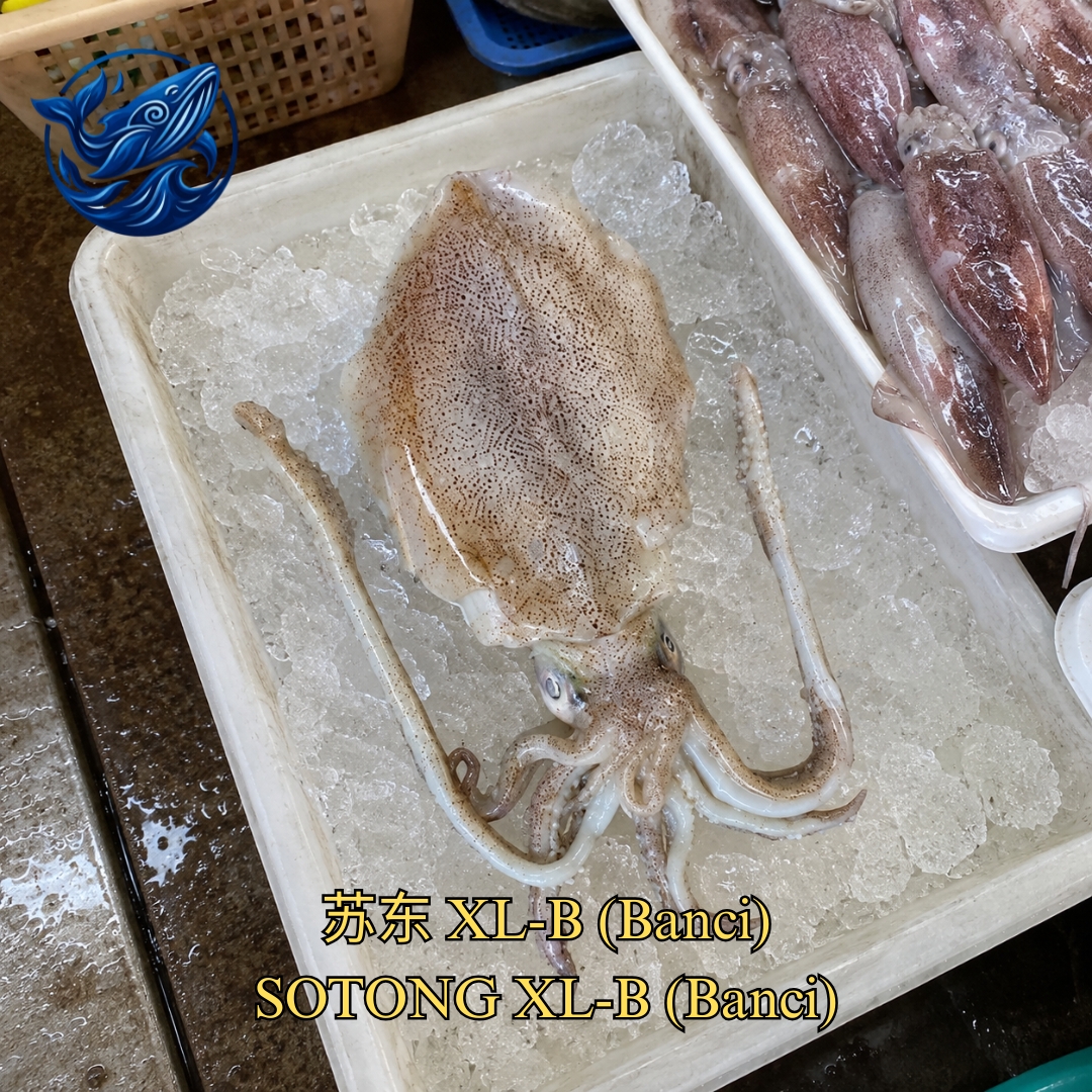 FreshCatch AA SOTONG XL-B BANCI (+/- 1KG - 2KG ) / Fresh Seafood Frozen