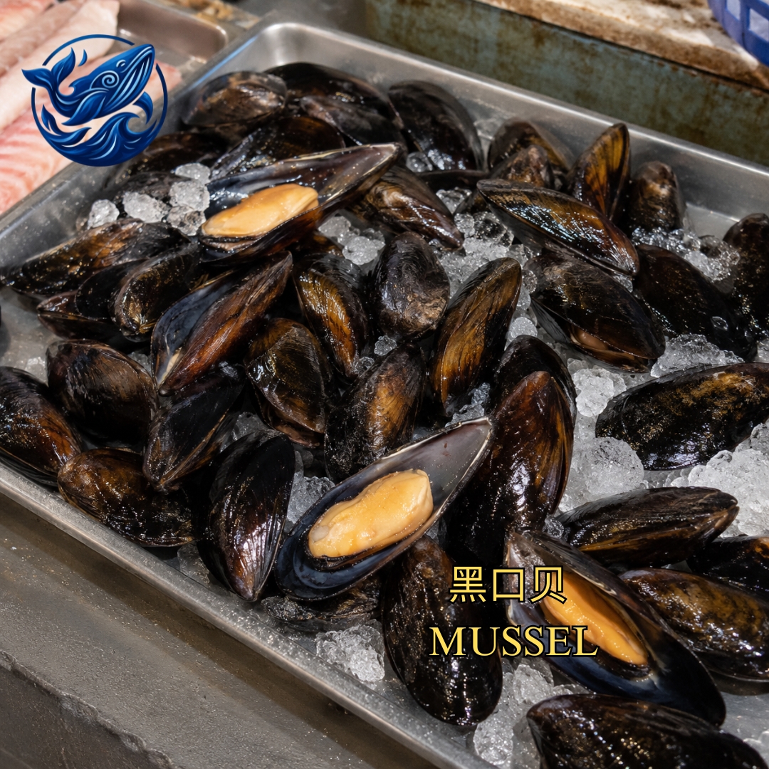 FreshCatch AA MUSSEL (+/-500G ) / Frozen Seafood