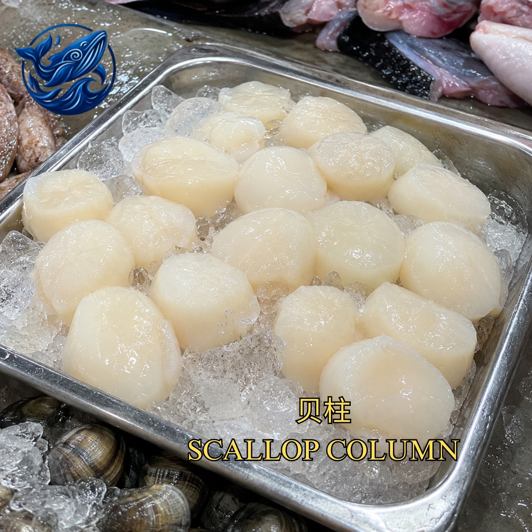 FreshCatch AA SCALLOP (+/- 800G - 1KG ) / Frozen Seafood