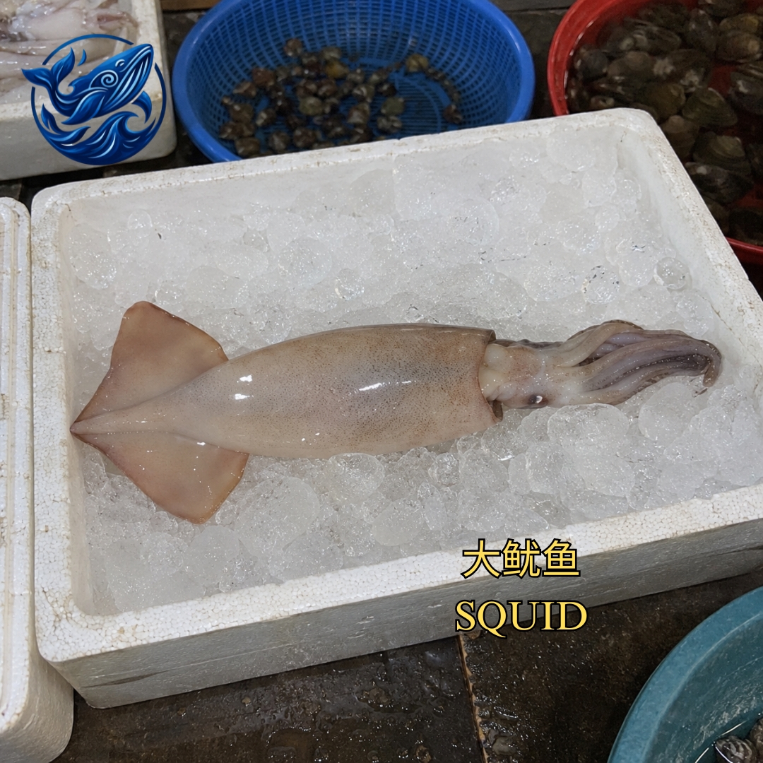 FreshCatch AA SQUID (+/- 400G ) / Frozen Seafood