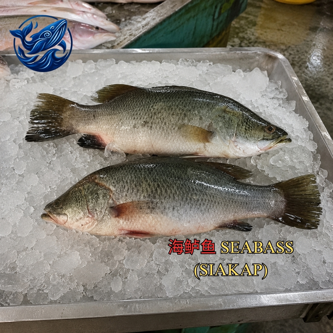 金目鲈 / SEABASS (SIAKAP)