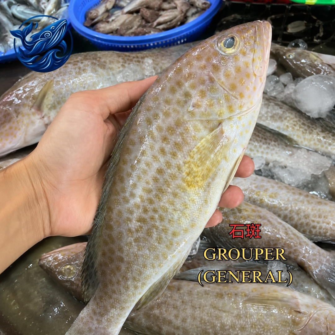 石斑 / GROUPER