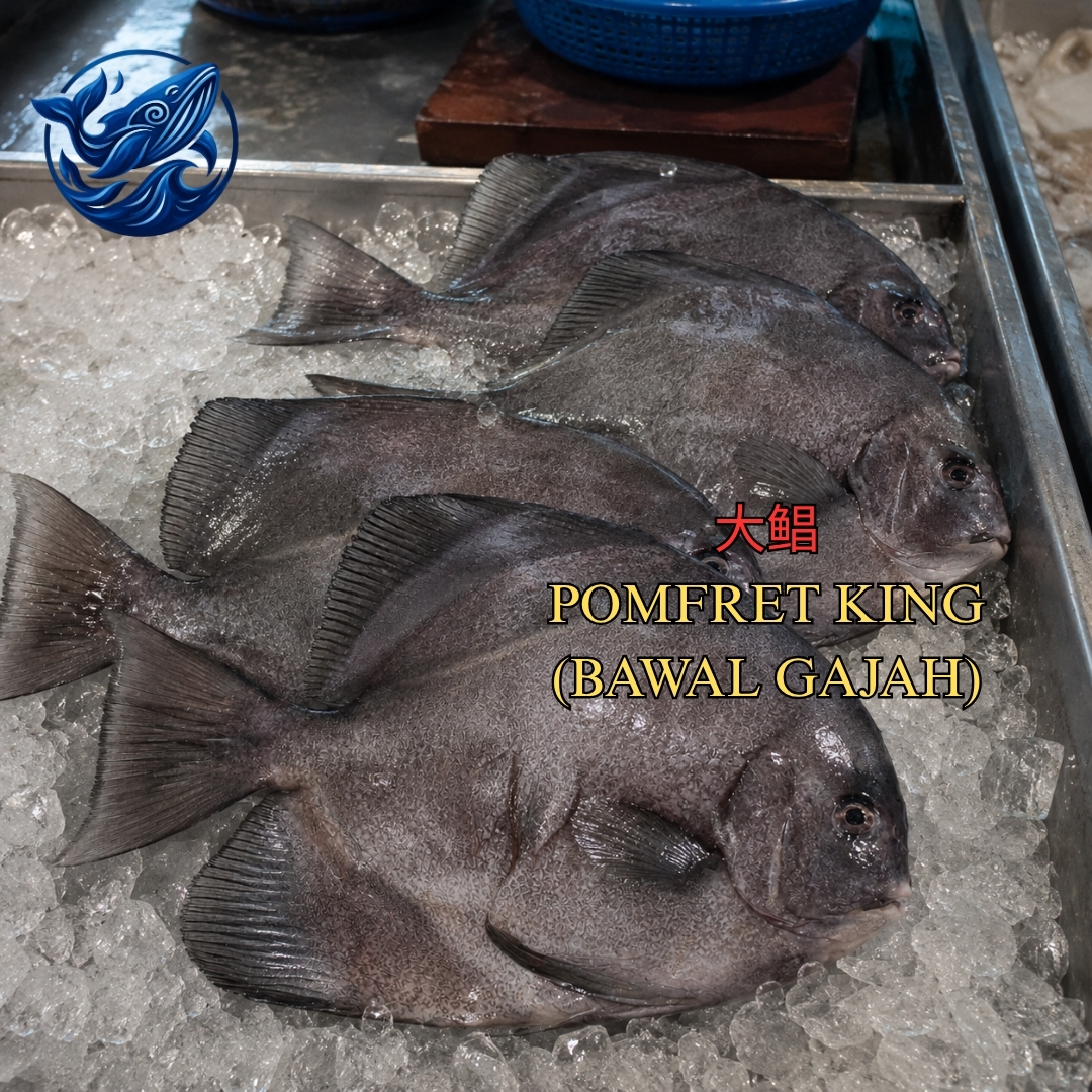 大鲳 / POMFRET KING (BAWAL GAJAH)