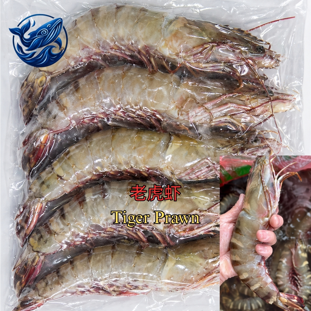 老虎虾 / TIGER PRAWN