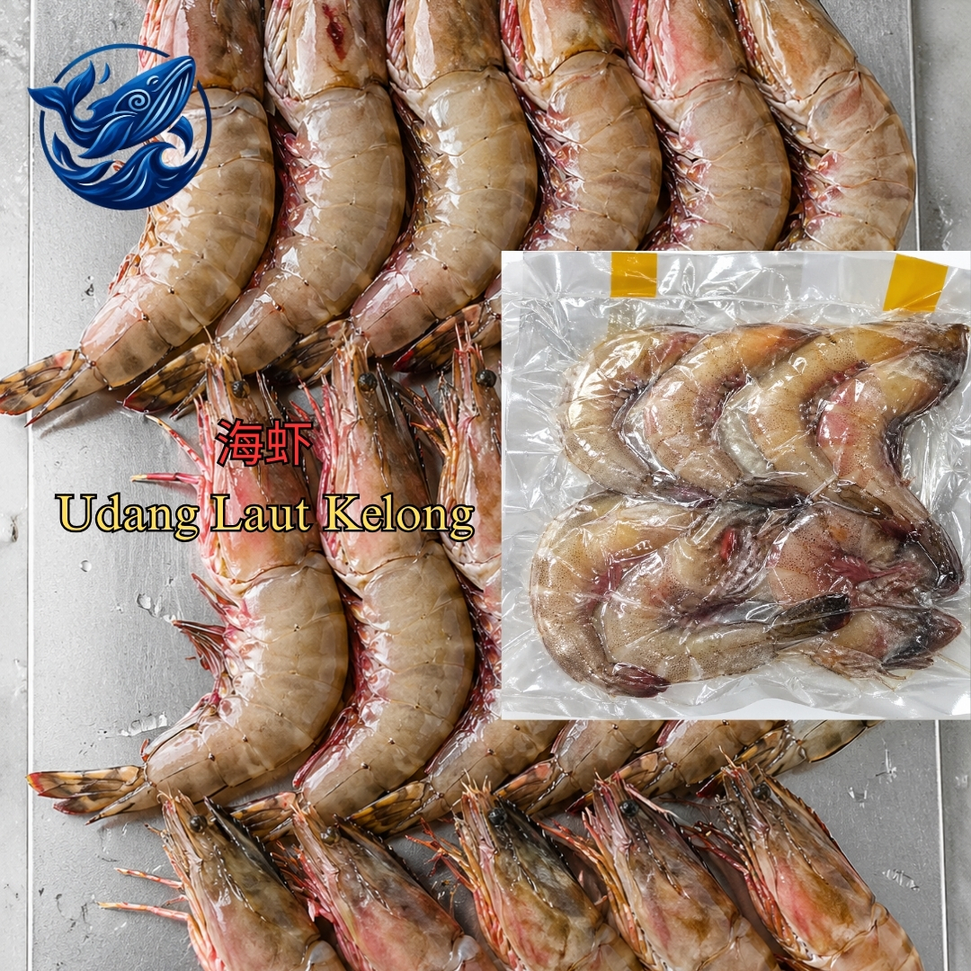 海虾 (XXL) / UDANG LAUT KELONG (XXL)