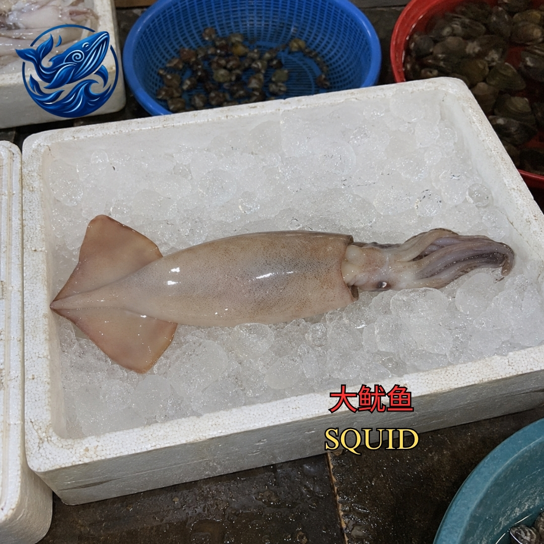 大鱿鱼 / WHOLE SQUID