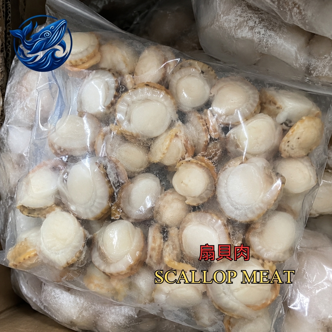 扇贝肉 / SCALLOP MEAT