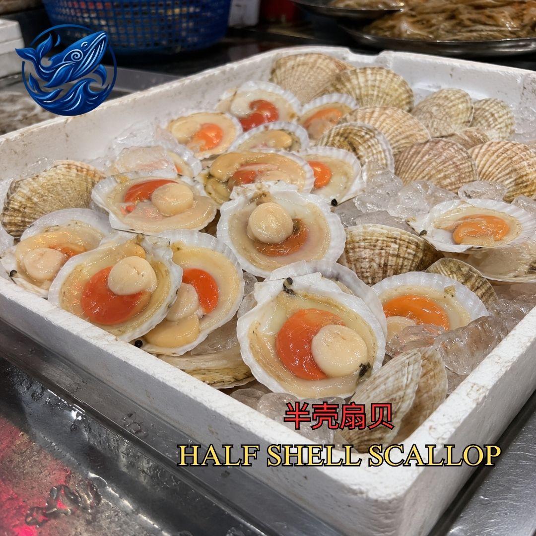 半壳扇贝 / HALF SHELL SCALLOP